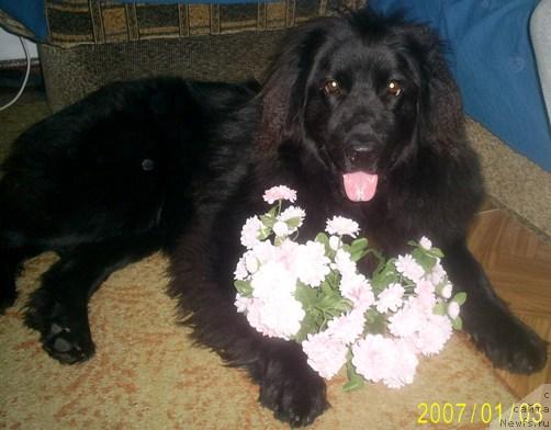 Фото: ньюфаундленд Odessa (Одесса)