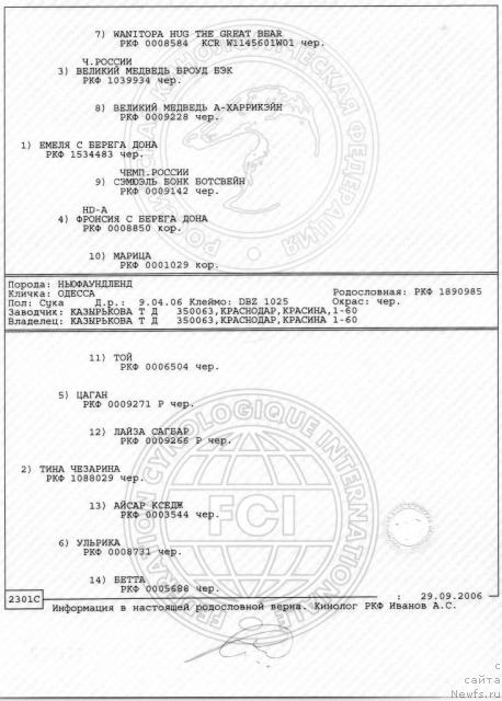 Фото: ньюфаундленд Odessa (Одесса)