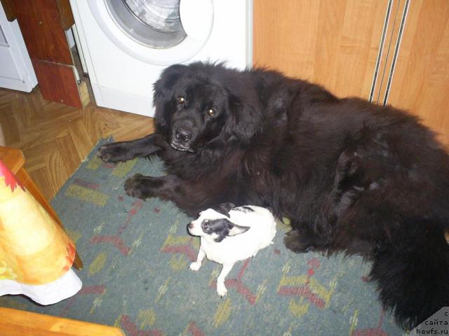 Фото: ньюфаундленд Tina CHezarina (Тина Чезарина)