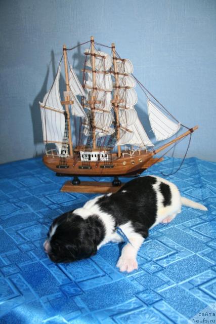 Фото: Питерньюф Плэй Бой