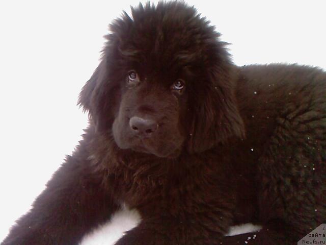 Фото: ньюфаундленд Toptyijka Spyaschaya Krasavica (Топтыжка Спящая Красавица)