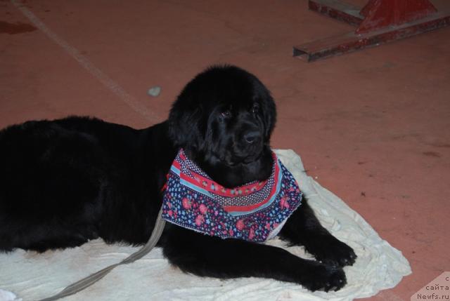 Фото: ньюфаундленд King of Helluland Dizzy Beauty