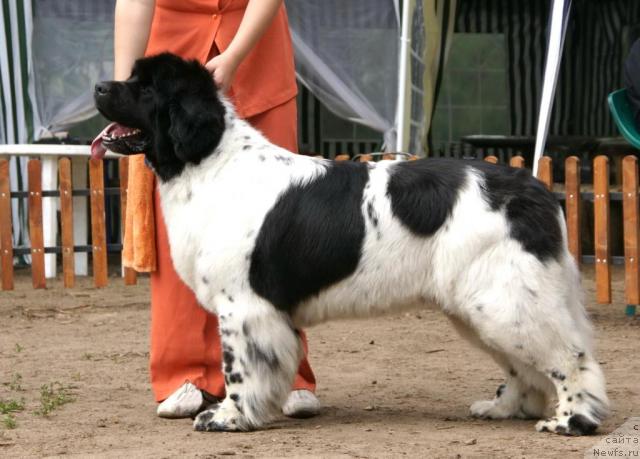Фото: ньюфаундленд Plyushevaya Panda La Bella (Плюшевая Панда Ла Белла)