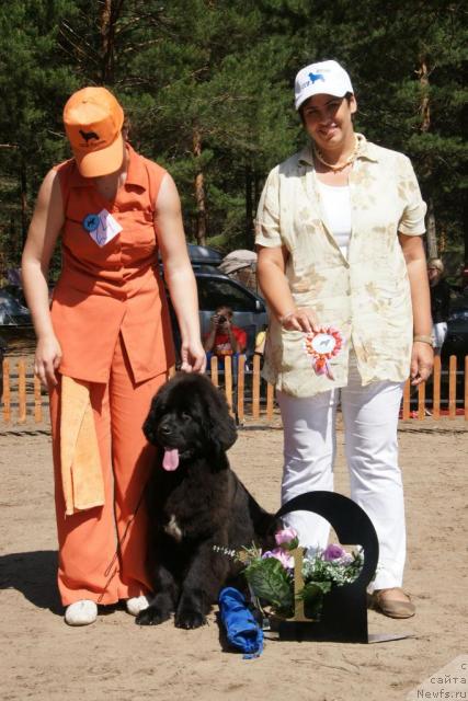 Фото: ньюфаундленд Bianka Vayt Pyerl (Бианка Вайт Пэрл)