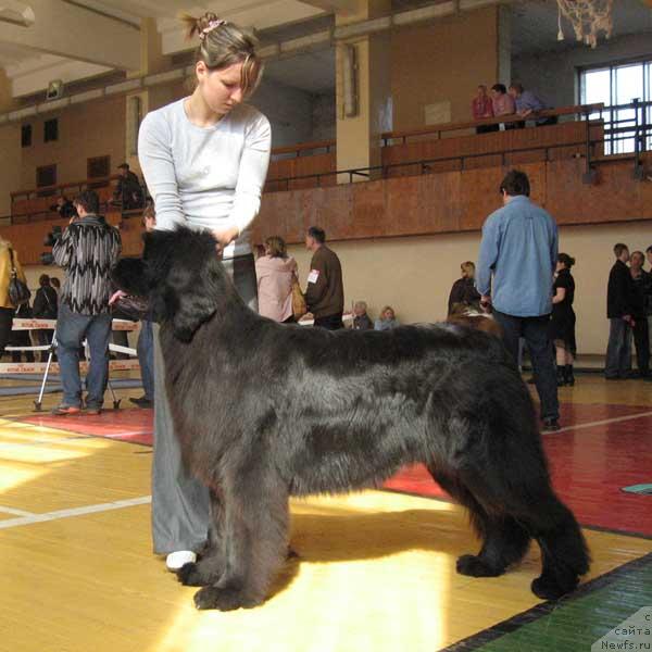 Фото: ньюфаундленд Severtan Roza Vetrov (Севертан Роза Ветров)