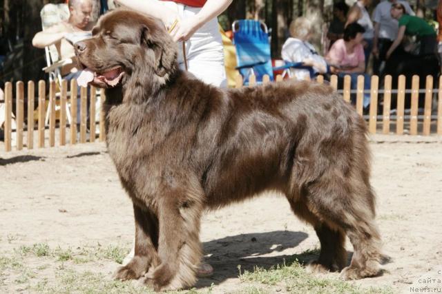 Фото: ньюфаундленд Zevs Braun (Зевс Браун)