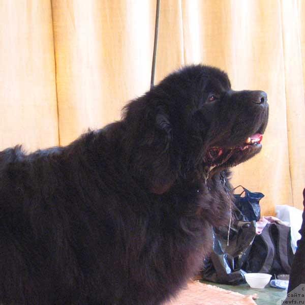 Фото: ньюфаундленд Elizar Vialiki Miadzvedz (Елизар Вялiкi Мядзведзь)