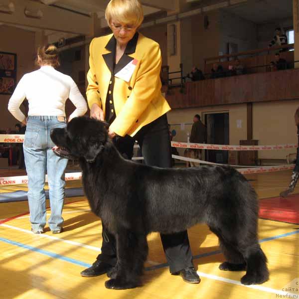 Фото: ньюфаундленд Plushevaya Panda Vanessa Mey (Плюшевая Панда Ванесса Мэй)