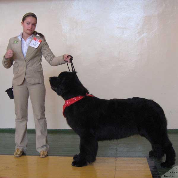 Фото: ньюфаундленд Aquatoriya Kelvin Golden Spirit (Акватория Келвин Голден Спирит)