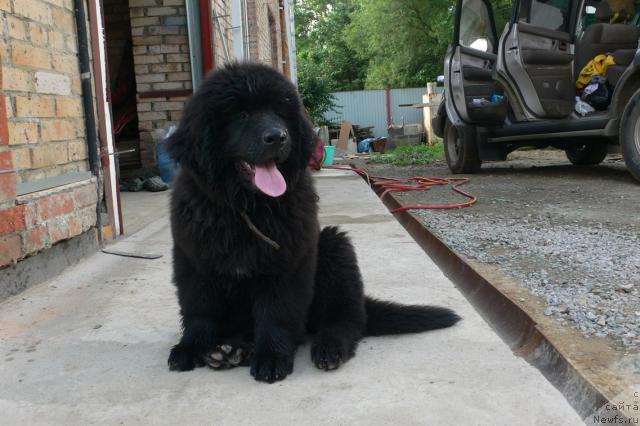 Фото: ньюфаундленд Serafima Skazochnaya Feya (Серафима Сказочная Фея)