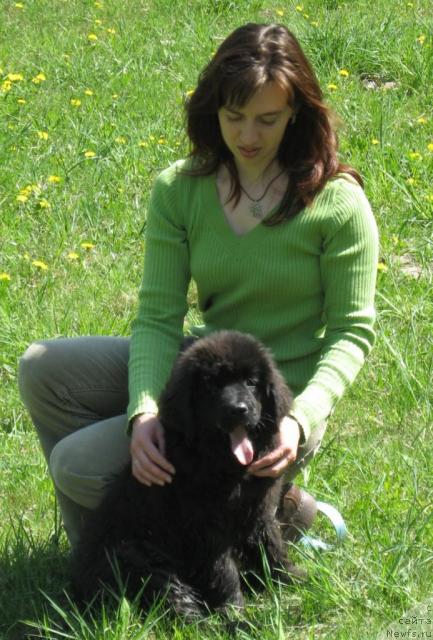 Фото: ньюфаундленд Lunnaya Krasavica (Лунная Красавица), Mariya Korotkina (Мария Короткина)