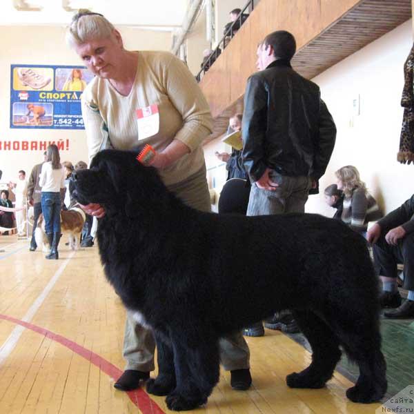 Фото: ньюфаундленд Fiamettahauz Galahat Rytsar' Graalia (Фиаметтахауз Галахад Рыцарь Грааля)