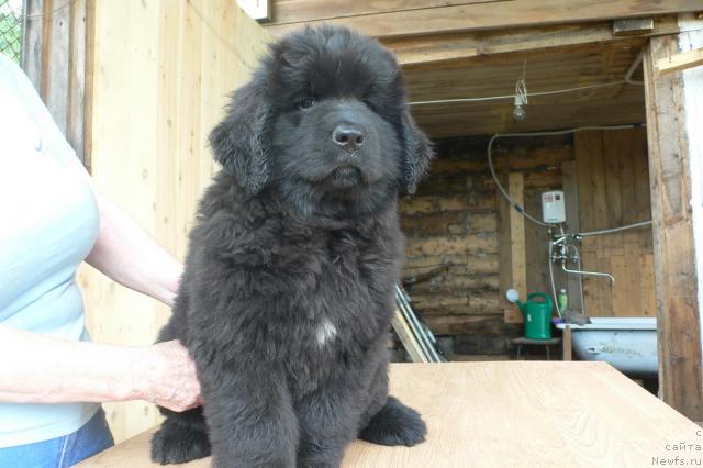 Фото: ньюфаундленд Serafima Skazochnaya Feya (Серафима Сказочная Фея)