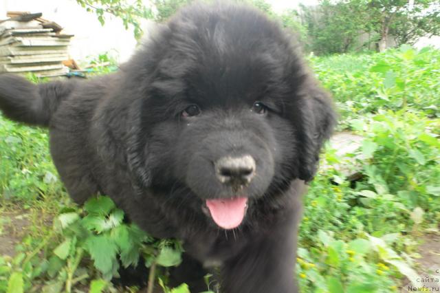 Фото: ньюфаундленд Serafima Skazochnaya Feya (Серафима Сказочная Фея)