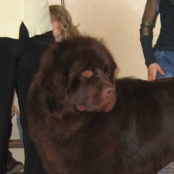 Фото: ньюфаундленд Severtan Portos Syin Princessyi (Севертан Портос Сын Принцессы)