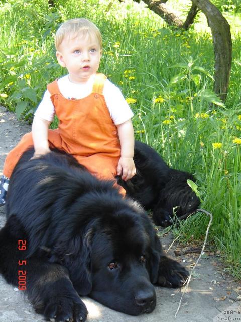 Фото: ньюфаундленд Arman'yak Dushi Moey (Арманьяк Души Моей)