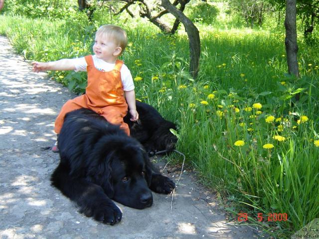 Фото: ньюфаундленд Arman'yak Dushi Moey (Арманьяк Души Моей)