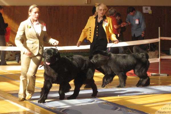Фото: ньюфаундленд Aquatoriya Kelvin Golden Spirit (Акватория Келвин Голден Спирит), ньюфаундленд Plushevaya Panda Vanessa Mey (Плюшевая Панда Ванесса Мэй)