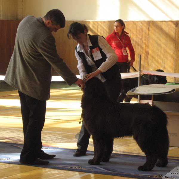 Фото: ньюфаундленд Eleron Brown (Элерон Браун)