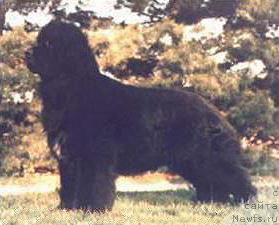 Фото: ньюфаундленд Dulrick's a Tail Spin