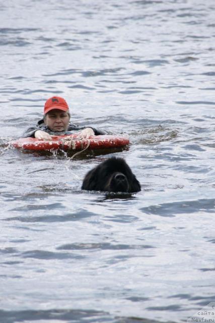 Фото: ньюфаундленд Super Bizon Argo (Супер Бизон Арго)