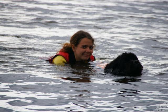 Фото: ньюфаундленд Ottava (Оттава)