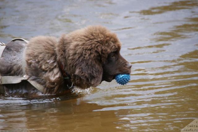 Фото: ньюфаундленд Komandor iz Medvej'ego YAra (Командор из Медвежьего Яра)