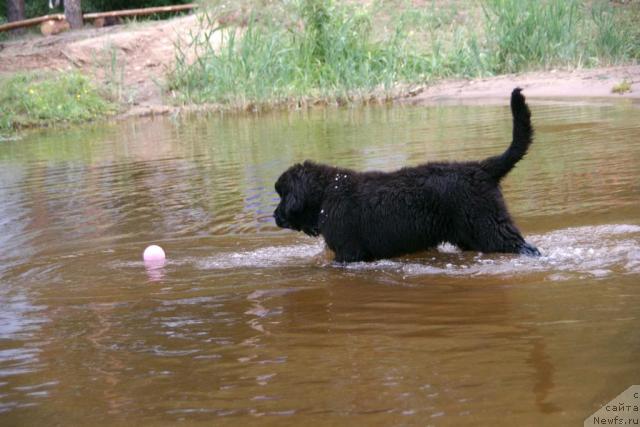 Фото: ньюфаундленд Akvatoriya Kelvin Indiana Djons (Акватория Келвин Индиана Джонс)