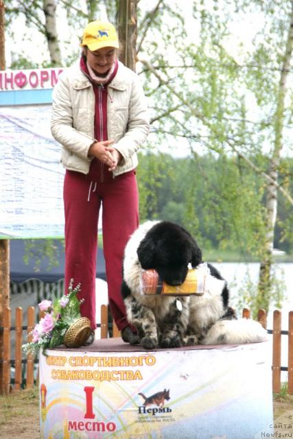 Фото: ньюфаундленд Super Bizon Argo (Супер Бизон Арго)