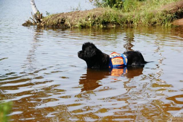Фото: ньюфаундленд Vell Spirit Lillit (Велл Спирит Лилит)