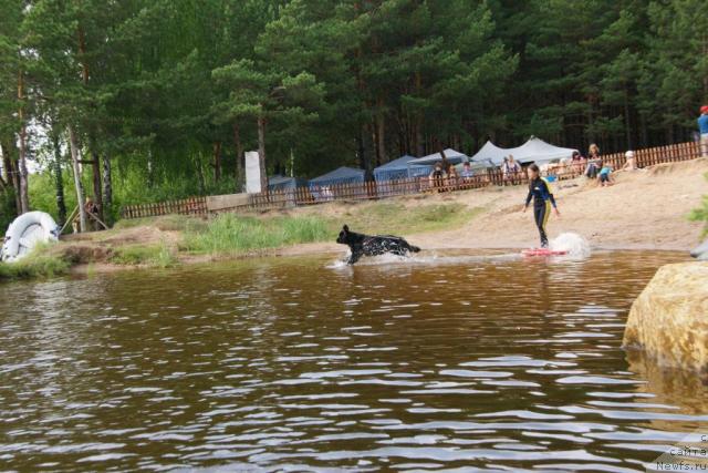 Фото: ньюфаундленд Rokot Volny Varga Kara Ayular (Рокот Волны Варга Кара Аюлар), Katerinka Klassen (Катеринка Классен)