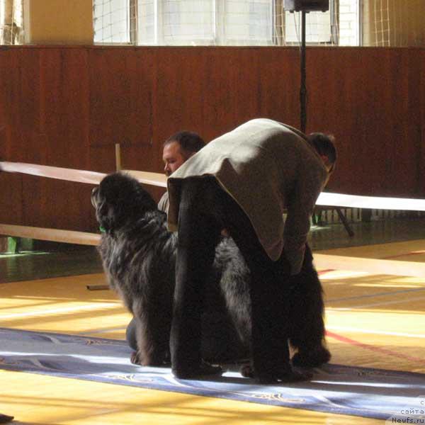 Фото: ньюфаундленд Dodger ot Sibirskogo Medvedja (Доджер от Сибирского Медведя)