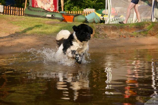 Фото: ньюфаундленд Super Bizon Argo (Супер Бизон Арго)