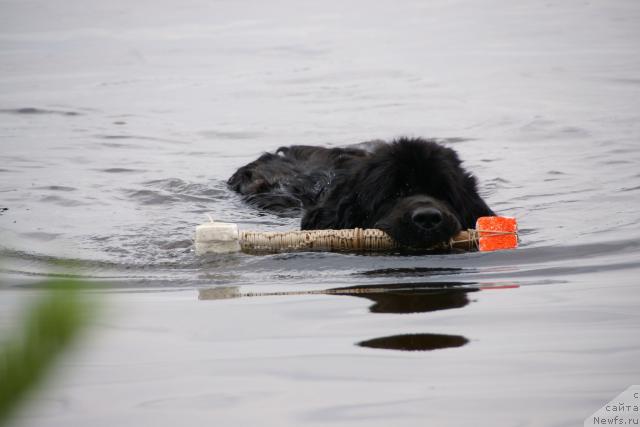 Фото: ньюфаундленд Super Bizon Antaliya (Супер Бизон Анталия)