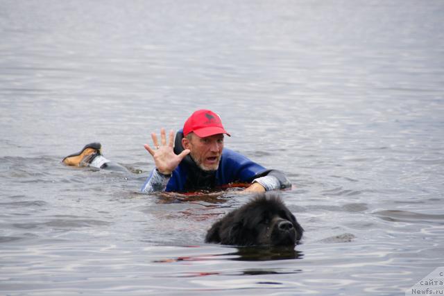 Фото: Nikolay Belonogov (Николай Белоногов), ньюфаундленд Atlant Byest (Атлант Бэст)