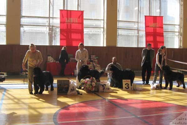 Фото: ньюфаундленд Fiamettahauz Galahat Rytsar' Graalia (Фиаметтахауз Галахад Рыцарь Грааля), ньюфаундленд Jezl Pobeditelya ot Sibirskogo Medvedya (Жезл Победителя от Сибирского Медведя), ньюфаундленд Dodger ot Sibirskogo Medvedja (Доджер от Сибирского Медведя), ньюфаундленд Eleron Brown (Элерон Браун)