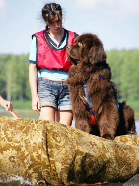 Фото: ньюфаундленд Obush Shed Yudashkin Stil (Обуш Шед Юдашкин Стиль), Irina Nazarova (Ирина Назарова)