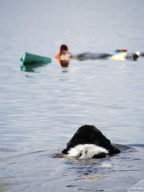 Фото: ньюфаундленд Super Bizon Argo (Супер Бизон Арго)
