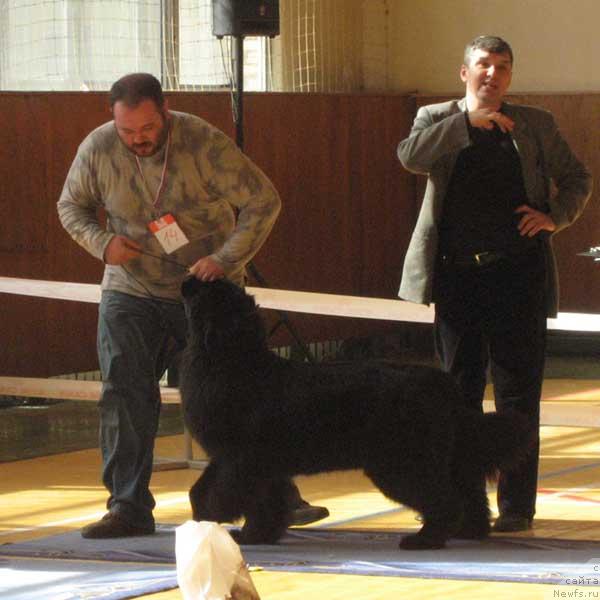 Фото: ньюфаундленд Zhemchuzhina Rostova s Berega Dona (Жемчужина Ростова с Берега Дона)