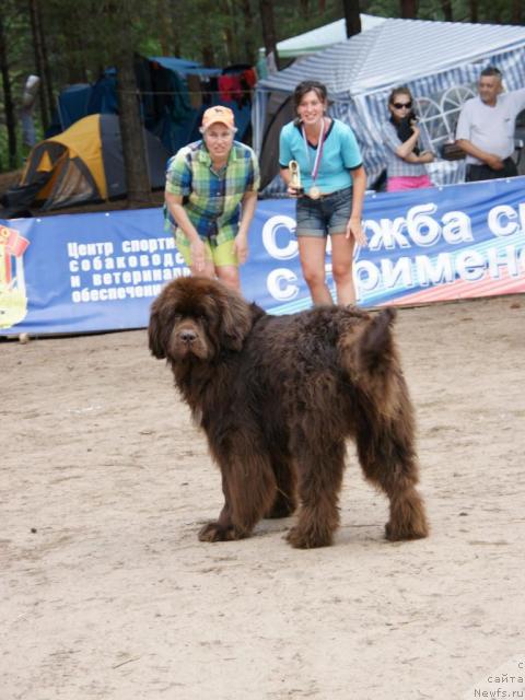 Фото: ньюфаундленд Obush Shed Yudashkin Stil (Обуш Шед Юдашкин Стиль)