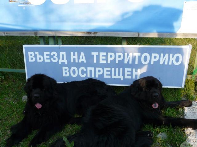 Фото: ньюфаундленд Simuran ot Sibirskogo Medvedya (Симуран от Сибирского Медведя), ньюфаундленд Moroz-Voevoda ot Sibirskogo Medvedya (Мороз-Воевода от Сибирского Медведя)