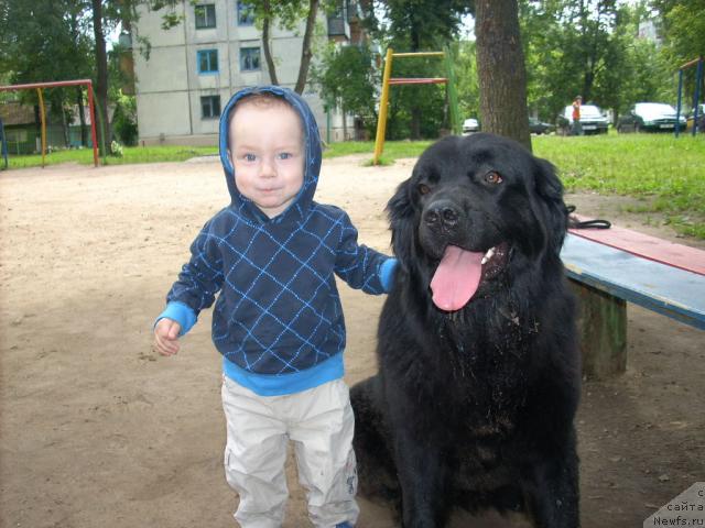 Фото: ньюфаундленд Polyarnaya Nochka (Полярная Ночка)