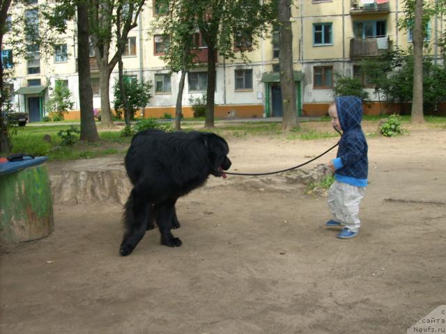 Фото: ньюфаундленд Polyarnaya Nochka (Полярная Ночка)
