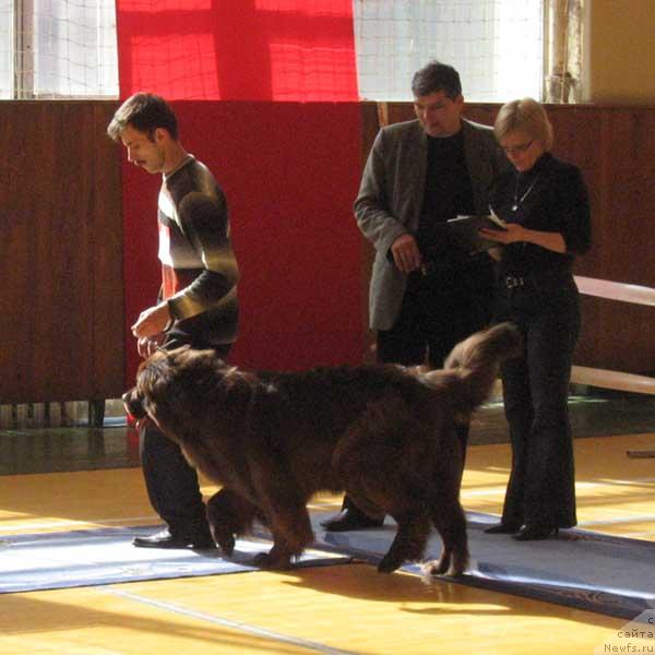 Фото: ньюфаундленд Lesnaya Skazka Nika Prekrasnaya (Лесная Сказка Ника Прекрасная)