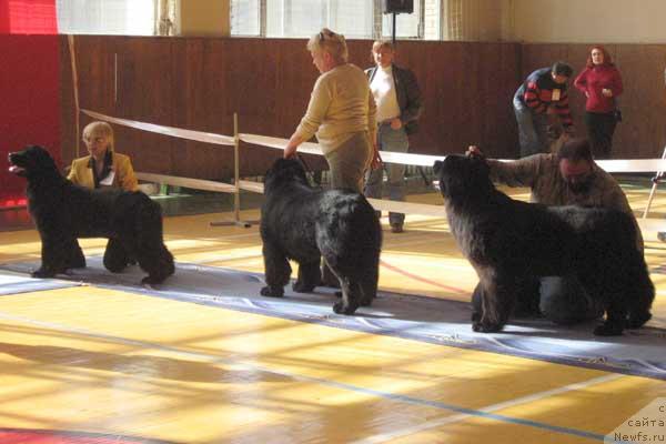 Фото: ньюфаундленд Plushevaya Panda Vanessa Mey (Плюшевая Панда Ванесса Мэй), ньюфаундленд Fiamettahauz Galahat Rytsar' Graalia (Фиаметтахауз Галахад Рыцарь Грааля), ньюфаундленд Zhemchuzhina Rostova s Berega Dona (Жемчужина Ростова с Берега Дона)