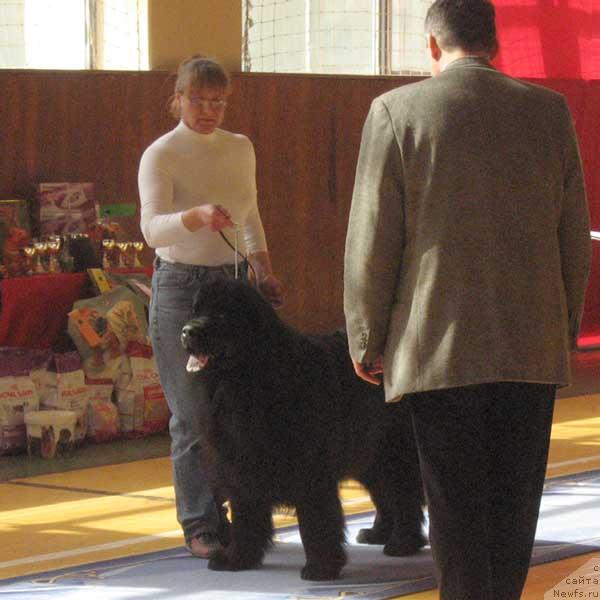 Фото: ньюфаундленд Gay New Space Prestizh (Гай Нью Спейс Престиж)