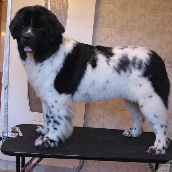 Фото: ньюфаундленд Plushevaya Panda Deniza Dlja  Berega Dona (Плюшевая Панда Дениза для Берега Дона)