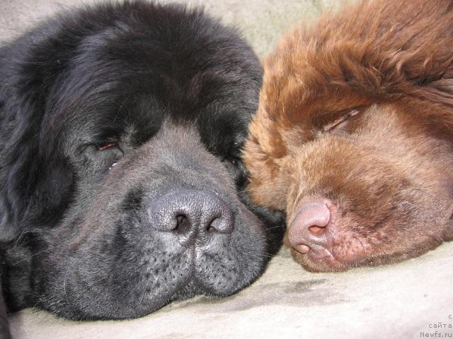 Фото: ньюфаундленд Paloma Morning Star Almas-Alana, ньюфаундленд Laert Big Friend (Лаэрт Биг Френд)