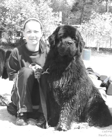 Фото: ньюфаундленд Laert Big Friend (Лаэрт Биг Френд)