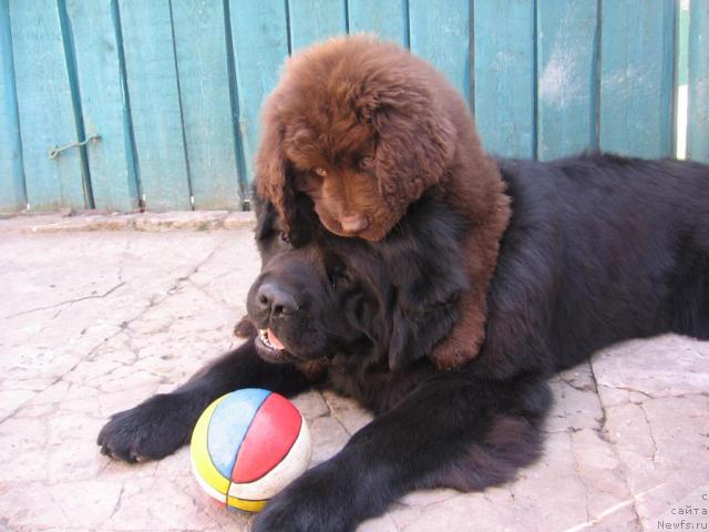 Фото: ньюфаундленд Paloma Morning Star Almas-Alana, ньюфаундленд Laert Big Friend (Лаэрт Биг Френд)